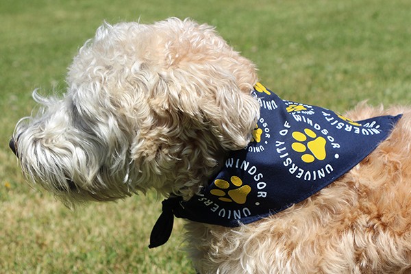 Campus canine Monroe models a new UWindsor bandana.