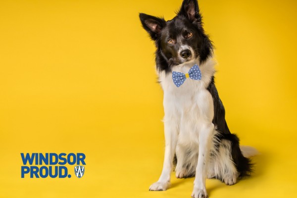 Dog wearing blue and gold bowtie