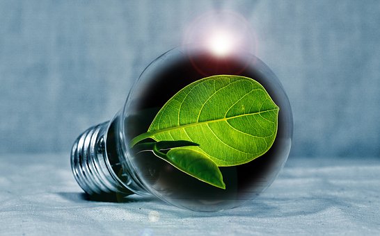 Light bulb with a leaf inside