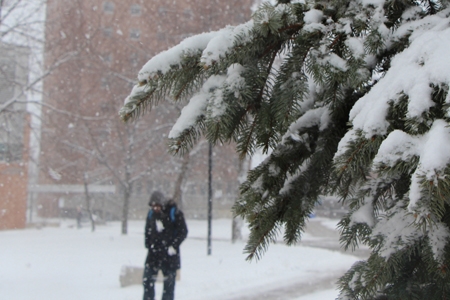 Trees laden with snow, while sidewalks are clear.
